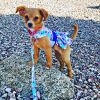 Purple Butterfly, Dog Dress with Matching Leash