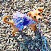 Purple Butterfly, Dog Dress with Matching Leash