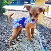 Purple Butterfly, Dog Dress with Matching Leash
