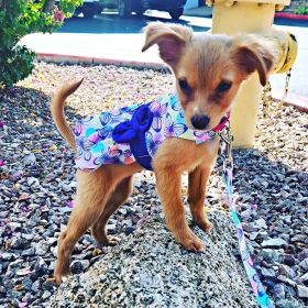 Purple Butterfly, Dog Dress with Matching Leash (size: X-Small)