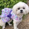 Purple Butterfly, Dog Dress with Matching Leash