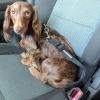 Dog Seat Belt, Leash Strap